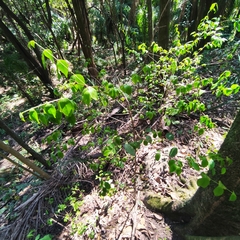Eugenia uniflora