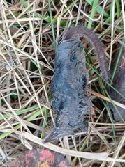 Sorex minutus