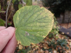 Stigmella tiliae