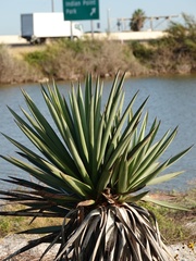 Yucca treculiana