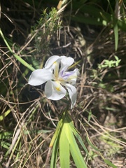Dietes iridioides