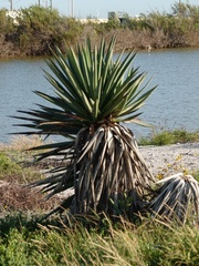 Yucca treculiana
