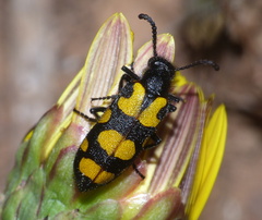 Ceroctis capensis
