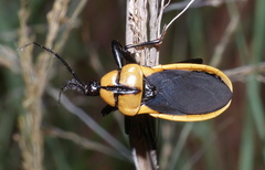 Ectrichodia crux