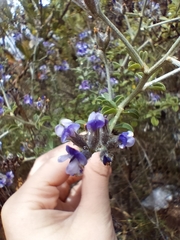 Psoralea hirta