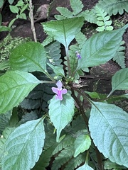 Impatiens hochstetteri