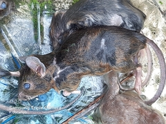 Apodemus sylvaticus