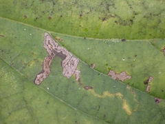 Stigmella tiliae