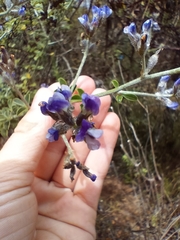 Psoralea hirta