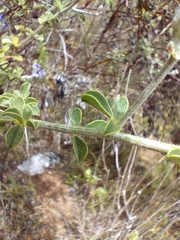 Psoralea hirta