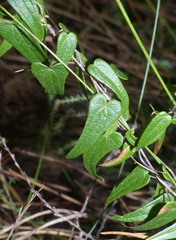 Dioscorea burchellii