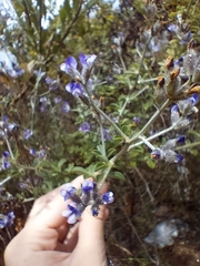 Psoralea hirta