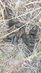 Vertebrata