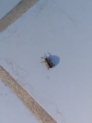 Crioceris paracenthesis