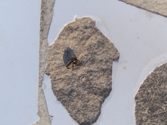 Crioceris paracenthesis