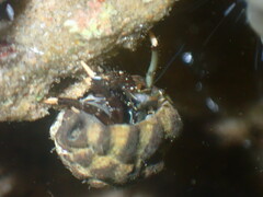 Clibanarius virescens