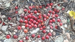 Adenanthera pavonina