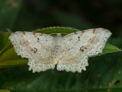 Calletaera subexpressa