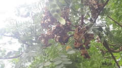 Adenanthera pavonina