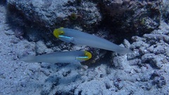 Valenciennea strigata