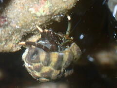 Clibanarius virescens