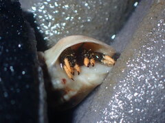 Clibanarius virescens