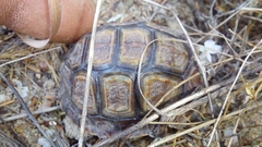 Homopus areolatus