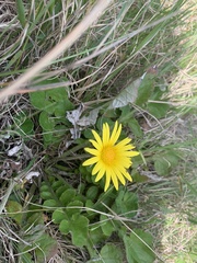 Arctotheca prostrata