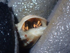 Clibanarius virescens