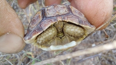 Homopus areolatus