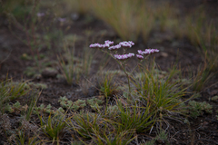 Goniolimon speciosum