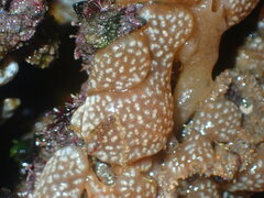 Aplidium