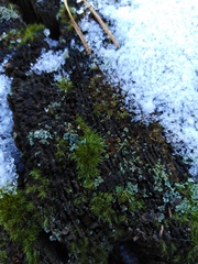 Dicranum flagellare