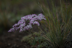 Goniolimon speciosum