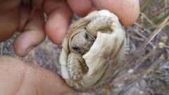 Homopus areolatus