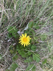 Arctotheca prostrata