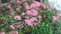 Ixora coccinea