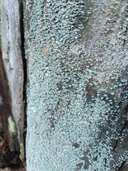 Hypocenomyce scalaris