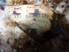 Conus coronatus