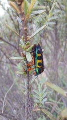 Calidea dregii