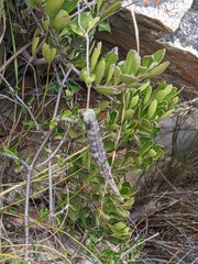Fockea edulis