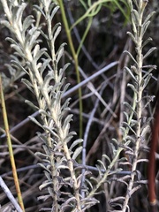 Helichrysum rutilans