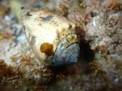 Conus coronatus
