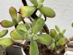 Cotyledon tomentosa