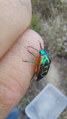 Calidea dregii