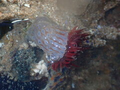 Phlyctenanthus australis