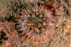 Urticina felina