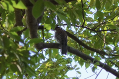 Hemixos castanonotus