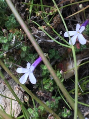 Lobelia dichroma