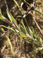 Leucospermum calligerum